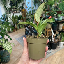 Kép betöltése a galériamegjelenítőbe: Ficus elastica &quot;Shivereana&quot;
