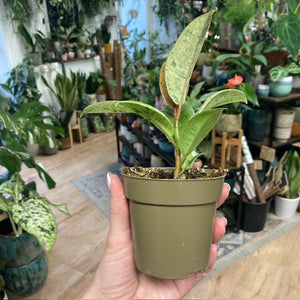 Ficus elastica "Shivereana"