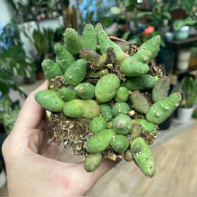 Kép betöltése a galériamegjelenítőbe: Piaranthus barrydalensis - Dögvirág
