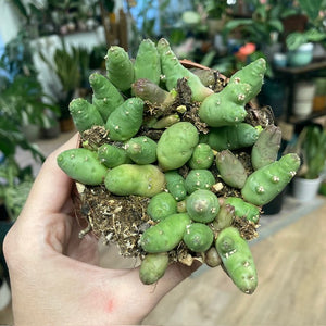 Piaranthus barrydalensis - Dögvirág