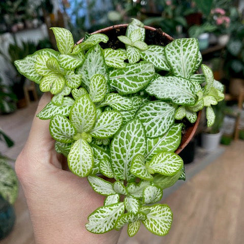 Fittonia 