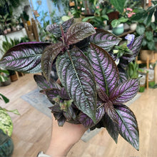 Kép betöltése a galériamegjelenítőbe: Strobilanthes dyeriana - Perzsa pajzs - Persian shield
