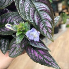 Kép betöltése a galériamegjelenítőbe: Strobilanthes dyeriana - Perzsa pajzs - Persian shield
