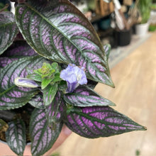 Kép betöltése a galériamegjelenítőbe: Strobilanthes dyeriana - Perzsa pajzs - Persian shield
