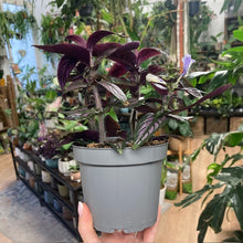 Kép betöltése a galériamegjelenítőbe: Strobilanthes dyeriana - Perzsa pajzs - Persian shield
