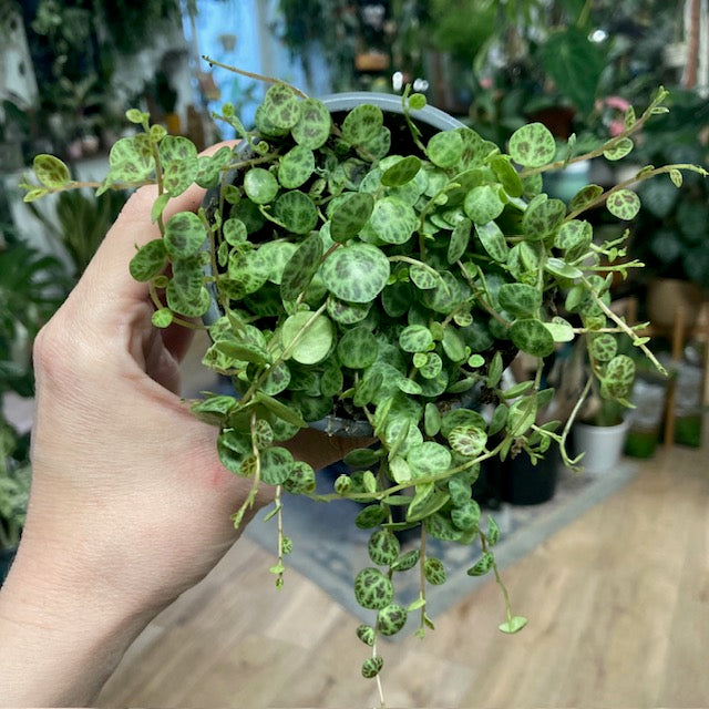 Peperomia prostrata - Csüngő törpebors - String of turtles