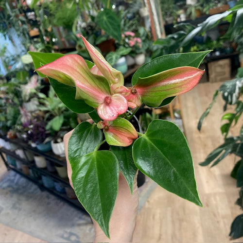 Anthurium andreanum 