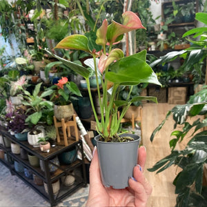 Anthurium andreanum "Matata bicolor" - Tropical Home 