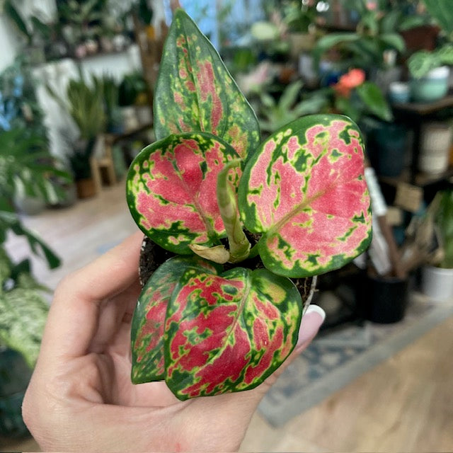 Aglaonema mini - Rákvirág - Chinese Evergreen