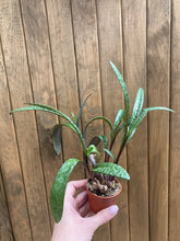 Kép betöltése a galériamegjelenítőbe: Ledebouria socialis - Díszeslevelű csillagvirág - Silver squill mini
