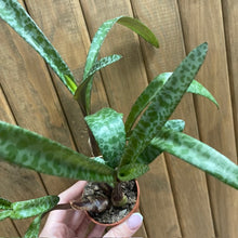 Kép betöltése a galériamegjelenítőbe: Ledebouria socialis - Díszeslevelű csillagvirág - Silver squill mini

