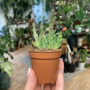 Stapelia (Orbea) variegata - Tarka dögvirág - Tropical Home 