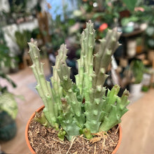 Kép betöltése a galériamegjelenítőbe: Stapelia (Orbea) variegata - Tarka dögvirág - Tropical Home 
