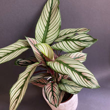 Kép betöltése a galériamegjelenítőbe: Calathea "White star" - Zebralevél - Prayer plant - Tropical Home 
