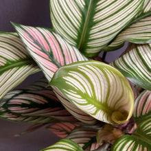 Kép betöltése a galériamegjelenítőbe: Calathea "White star" - Zebralevél - Prayer plant - Tropical Home 
