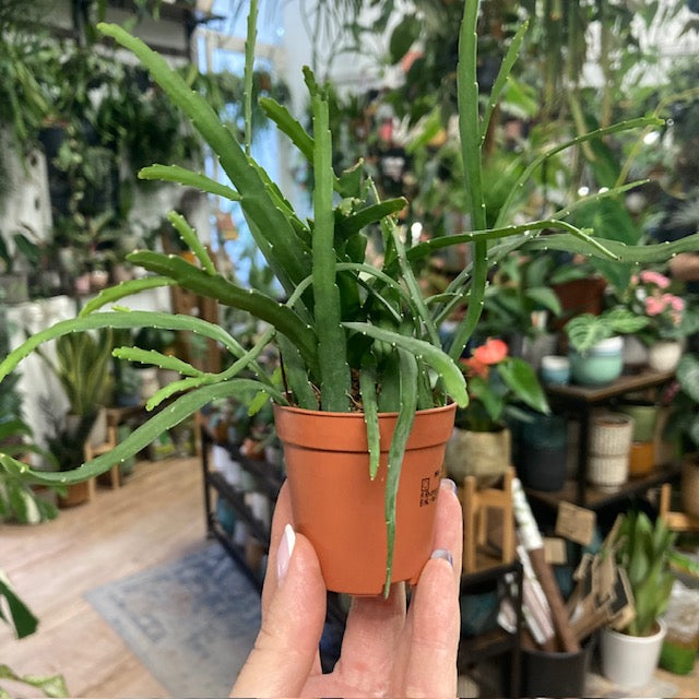 Lepismium bolivianum mini - Bolíviai csüngőkaktusz - Forest Cactus