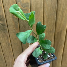Kép betöltése a galériamegjelenítőbe: Hoya manipurensis - Tropical Home 
