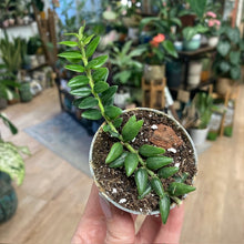 Kép betöltése a galériamegjelenítőbe: Hoya vaccinioides - Tropical Home 
