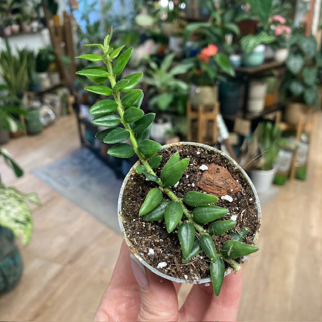 Hoya vaccinioides