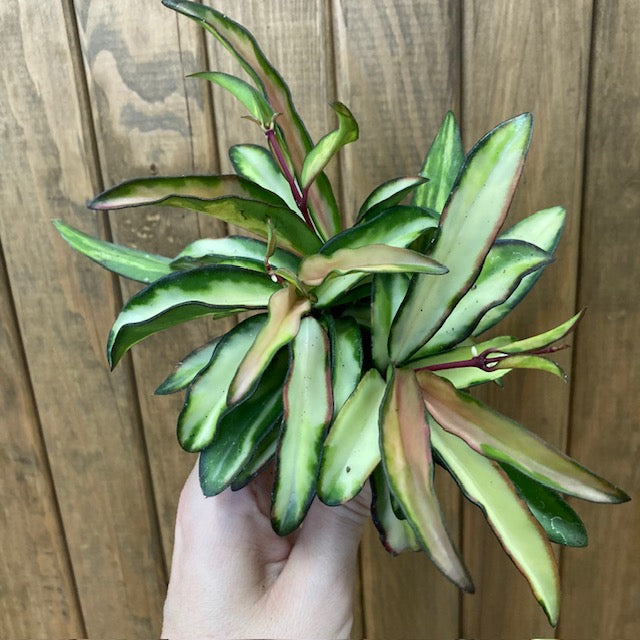 Hoya wayetii tricolor - Viaszvirág - Wax plant