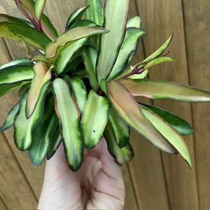 Hoya wayetii tricolor - Viaszvirág - Wax plant