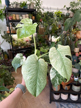 Kép betöltése a galériamegjelenítőbe: Monstera deliciosa "Mint" 12cm
