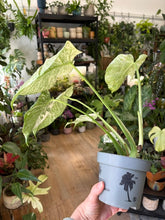 Kép betöltése a galériamegjelenítőbe: Monstera deliciosa "Mint" 12cm

