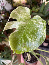 Kép betöltése a galériamegjelenítőbe: Monstera deliciosa "Mint" 12cm
