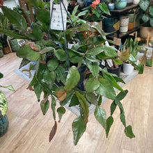 Kép betöltése a galériamegjelenítőbe: Rhipsalis elliptica
