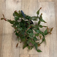 Kép betöltése a galériamegjelenítőbe: Rhipsalis elliptica
