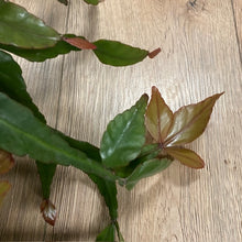 Kép betöltése a galériamegjelenítőbe: Rhipsalis elliptica
