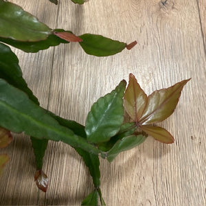 Rhipsalis elliptica