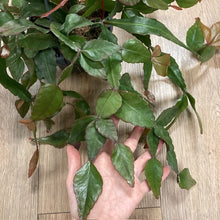 Kép betöltése a galériamegjelenítőbe: Rhipsalis elliptica
