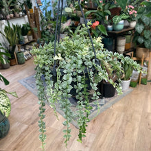 Kép betöltése a galériamegjelenítőbe: Dischidia ruscifolia &quot;Million hearts&quot; variegata
