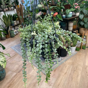 Dischidia ruscifolia "Million hearts" variegata