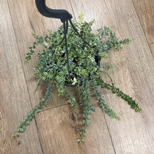Kép betöltése a galériamegjelenítőbe: Dischidia ruscifolia &quot;Million hearts&quot; variegata
