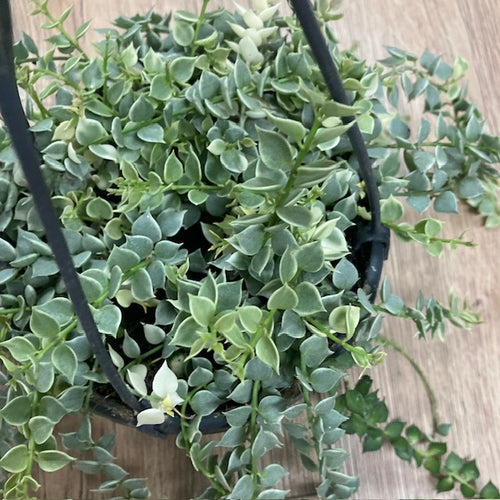 Dischidia ruscifolia 