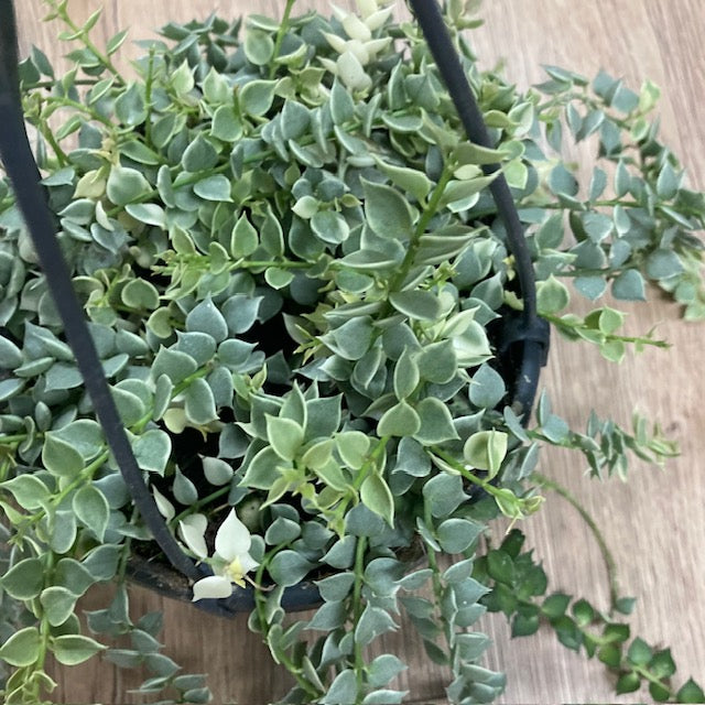 Dischidia ruscifolia 