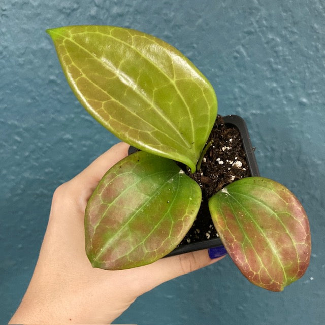 Hoya quinquenervia