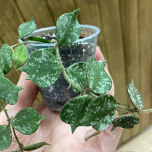 Kép betöltése a galériamegjelenítőbe: Hoya curtisii mini - Tropical Home 
