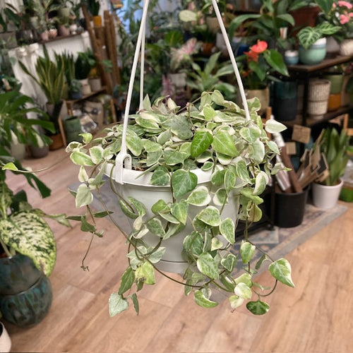 Ceropegia linearis 