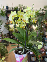 Kép betöltése a galériamegjelenítőbe: Phalaenopsis  - Lepkeorchidea, sárga
