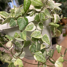 Kép betöltése a galériamegjelenítőbe: Ceropegia linearis &quot;Merel&quot; - Ámpolna gyertyavirág - Variegated string of hearts
