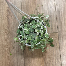 Kép betöltése a galériamegjelenítőbe: Ceropegia linearis &quot;Merel&quot; - Ámpolna gyertyavirág - Variegated string of hearts
