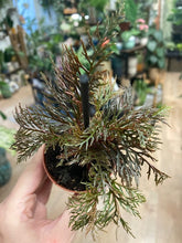 Kép betöltése a galériamegjelenítőbe: Begonia bipinnatifida
