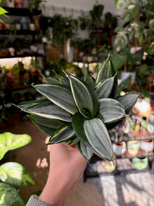 Sansevieria trif. hahnii - Anyósnyelv - Tropical Home 