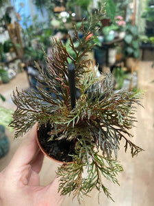 Begonia bipinnatifida