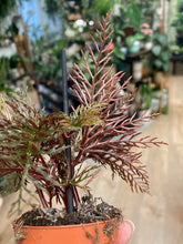 Kép betöltése a galériamegjelenítőbe: Begonia bipinnatifida
