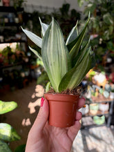 Kép betöltése a galériamegjelenítőbe: Sansevieria trif. hahnii - Anyósnyelv - Tropical Home 
