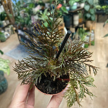 Kép betöltése a galériamegjelenítőbe: Begonia bipinnatifida
